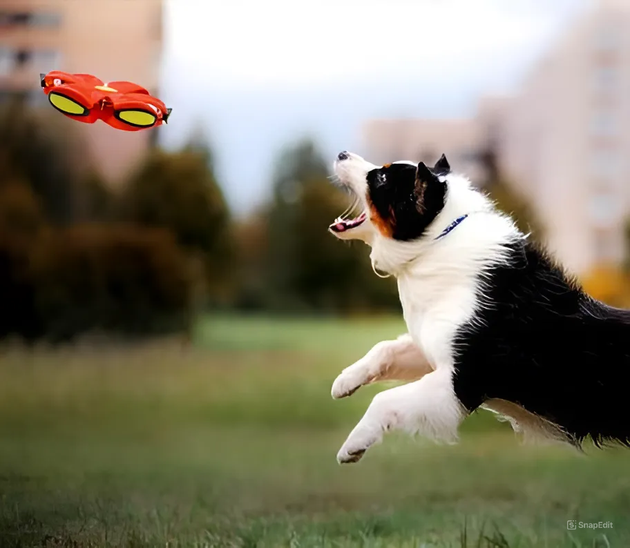 Petlyta® Frisby | Juguete Interactivo Con 3 Modos De Luz Para Perros y Niñ@s - ¡Diversión Sin Fin!